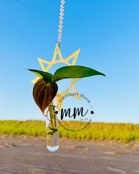 Sunshine Sun Shape Plant Propagation Suncatcher
